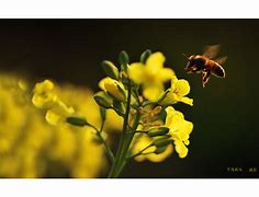 包含瑞士击剑选手偷得浮生半日闲，奏响胜利交响曲的词条